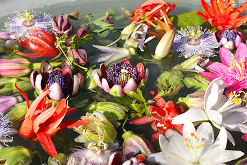 Image showing different colored passionflowers, passion flower, floating on water