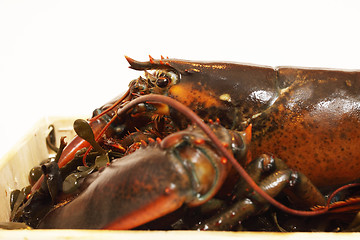 Image showing live lobsters on algae and a white background