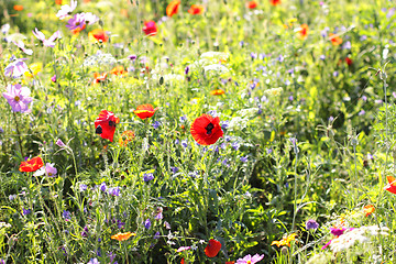 Image showing Colorful flowers, selective focus on pink flower 