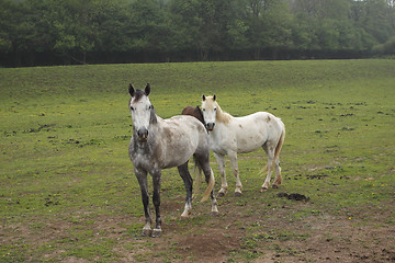 Image showing young horses in a field in spring