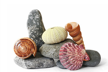 Image showing Seashore Still Life