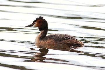 Image showing Great crested grebe highkey