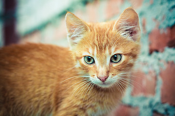 Image showing red kitten