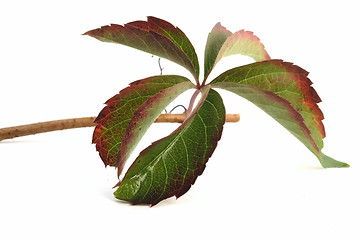 Image showing leaf