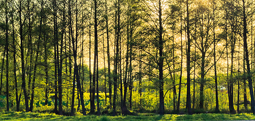 Image showing Spring sunny forest.