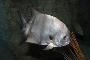 Image showing Lookdown Fish