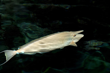 Image showing Sea Nose Fish