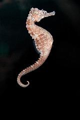 Image showing Seahorse