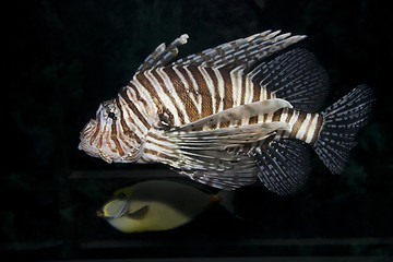 Image showing Lionfish