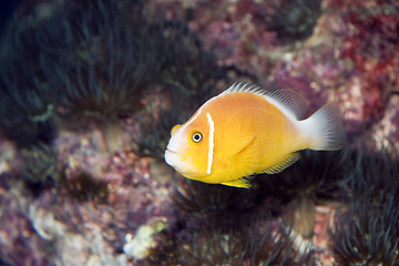 Image showing Yellow Fish