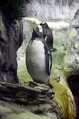 Image showing Standing Penguin