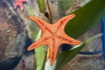 Image showing Starfish Underside