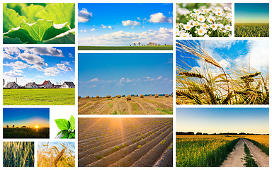 Image showing Harvest concepts. Cereal collage