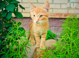 Image showing A red kitten sitting on a stone.