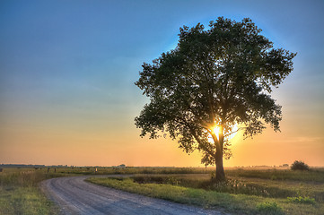 Image showing dusty road with alone tree