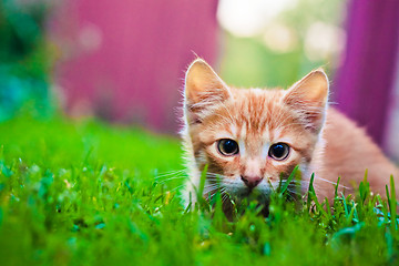 Image showing Young kitten is hunting on green grass