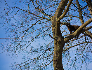 Image showing Cat sitting on tree branch