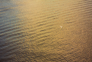 Image showing white seagull flying over deep blue waves