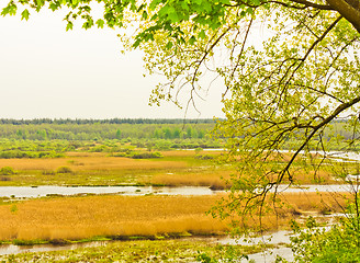 Image showing Green leaves on the branches in the autumn forest.