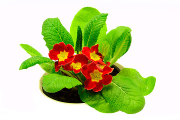 Image showing Red flower, Primrose plant