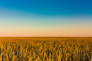 Image showing Green barley ears