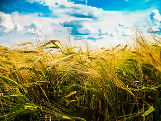 Image showing Wheat 