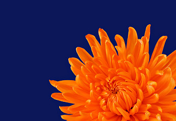 Image showing Beautiful Orange Chrysanthemum on dark blue with selective focus