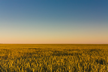 Image showing Green barley ears