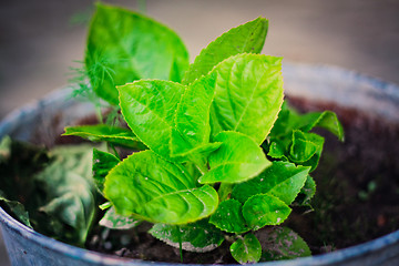 Image showing Green leafes