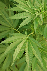 Image showing Cannabis 1