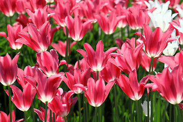 Image showing beautiful tulips