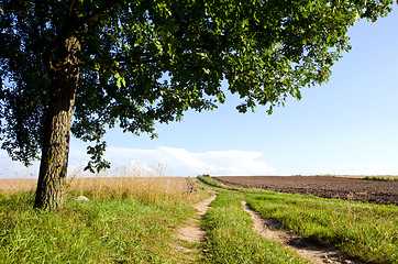 Image showing Background gravel road agricultural field oak tree 