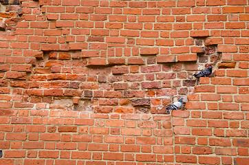 Image showing pair of pigeons sitting on ancient red brick wall 