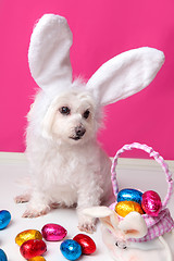 Image showing Beautiful puppy with bunny ears and easter eggs