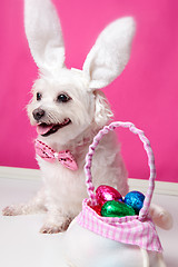 Image showing Happy dog at easter 