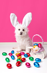 Image showing Pretty dog with bunny ears and easter eggs