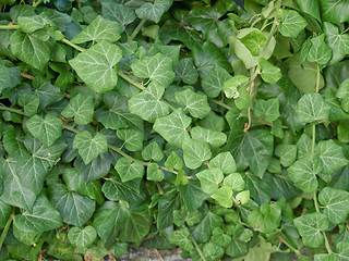 Image showing Ivy picture