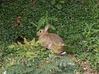 Image showing Hare picture