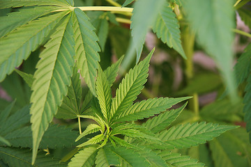 Image showing Cannabis 2