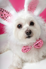 Image showing Pretty fluffy white dog in fancy bunny costume 