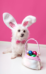 Image showing Little dog with a bag of chocolate easter eggs