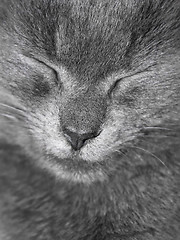 Image showing Gray British cat is sleeping