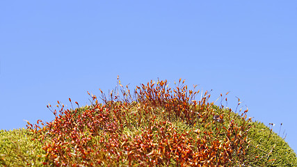 Image showing Moss plants against blue sky