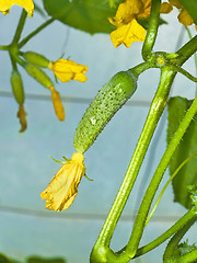 Image showing Cucumbers flowering in greenhouse