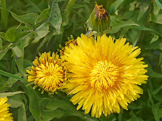 Image showing Dandelion flowers in springtime