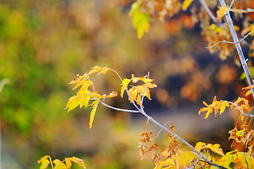 Image showing Autumn leaves  