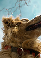 Image showing golden retriever