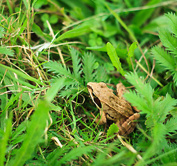Image showing Frog in grass