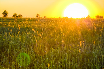 Image showing Bright sunset over green field.