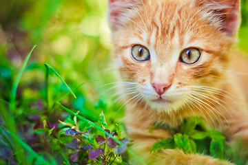 Image showing Young kitten is hunting on green grass